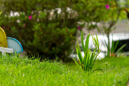 A yellow iris plant growing in the middle of a garden with green grass all around. Blurred green grass backgroundの写真素材