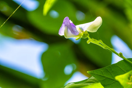 Green beans are young, unripe fruits of various cultivars of the common bean, although immature or young pods of the runner bean, yardlong bean, and hyacinth bean are used in a similar way.の写真素材