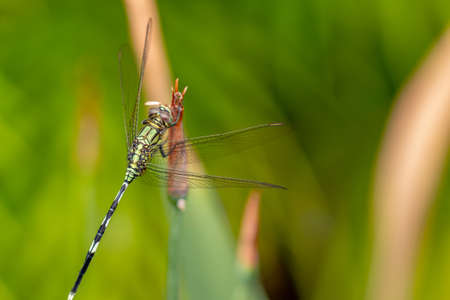 A green dragonfly with black stripes perched on a yellow iris flower bud, blurred green foliage backgroundの写真素材