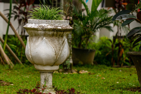A type of shrub or grass plant planted in a large pot, used to beautify the garden and decoration in...