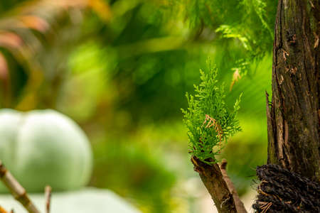Fir plant shoots grow beside the main stem which is already large, used as a shade plant in gardens or office areasの写真素材