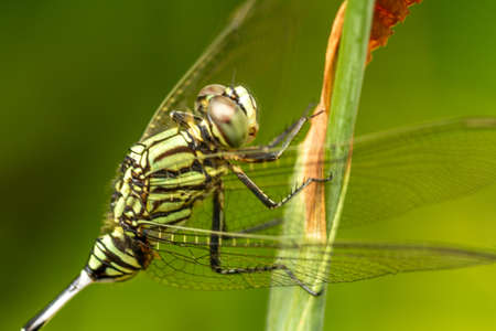 A green dragonfly with black stripes perches on the top of the leaf, the background of the green leaves is blurryの写真素材