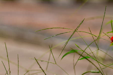 Fresh green grass plants, used for the background with a nature theme, natural conceptの写真素材