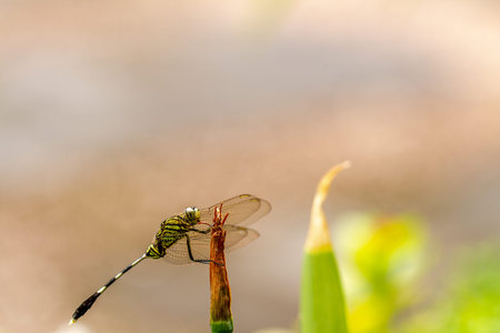 A green dragonfly with black stripes perches on the top of the leaf, the background of the green...