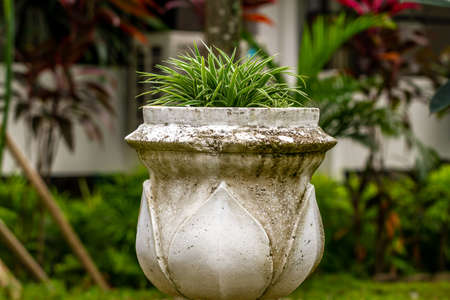 A type of shrub or grass plant planted in a large pot, used to beautify the garden and decoration in office corridors, outdoor ornamental plantsの写真素材