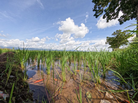 View of rice fields during the day with blue sky and white clouds in the background, sunny day in...