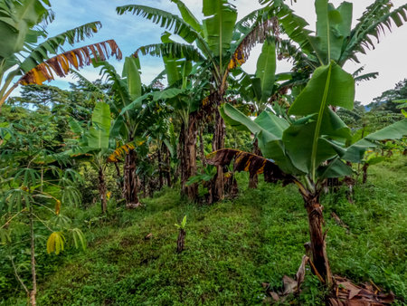 Traditionally cultivated banana tree plant, broad green leaves that partly break in the wind, the condition of the fields in the countrysideの写真素材