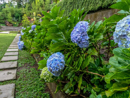 Hortensia flower plants that are in bloom are light blue, wide green leaves with jagged edges,...