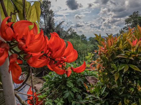 Jade vine a flower plants that are in bloom are orange, the leaves are thin and wide, brownish...