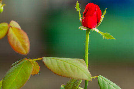 A rose that has not yet bloomed, the bud is green with a few red petals that have come out, a bright...
