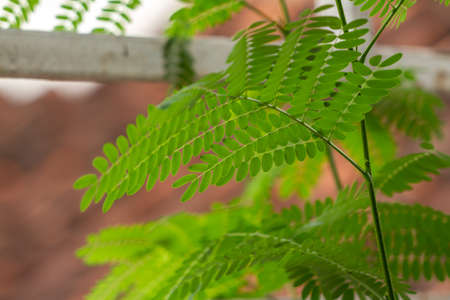 River tamarind plant shoots are green, small leaves are fresh green, plant growthの写真素材
