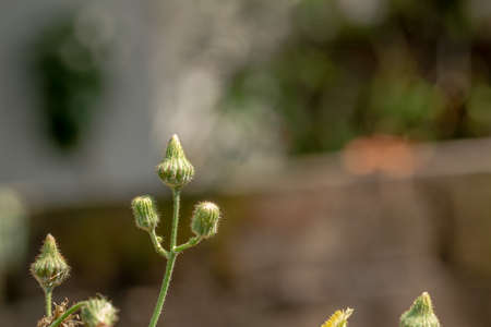 A wild grass flower called Perennial sow thistle, the buds are green which if they open will turn yellow and eventually turn white, usually cooked for vegetables and fresh vegetables as well as herbal medicineの写真素材