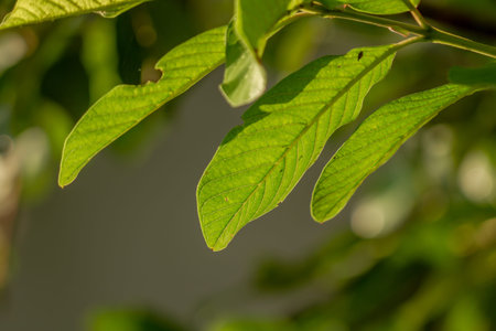 Green leaves of guava plant, slightly rough surface with clearly visible leaf skeleton, tropical...
