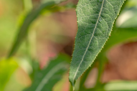 The leaves of a wild grass called Perennial sow thistle, have a rough surface and are green, usually...
