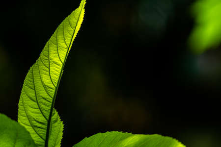 The shoots of the hairy fig plant with green leaves, slightly rough surface and white downy hair, grow wild in natureの写真素材