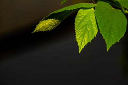The tip of the cherry tree branch is green, the leaf surface is rough, for a nature-themed...