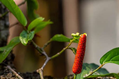 The fruit of the piper retrofractum plant or Javanese chili or Balinese chili, reddish when it is old enough, for cooking spices and herbal medicinesの写真素材