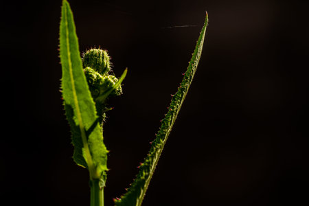 The leaves of a wild grass called Perennial sow thistle, have a rough surface and are green, usually...
