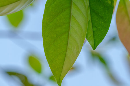 Green leaf leaf leaves, blue sky background, used for flavoring spices