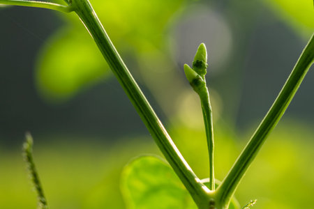 Cayenne pepper plants, green leaves with greenish-white fruit, are used for flavoring dishes