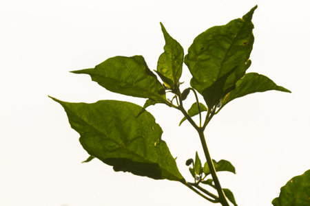 Cayenne pepper plants, green leaves with greenish-white fruit, are used for flavoring dishesの写真素材