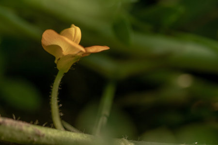 Peanut plant, thin green leaves, yellow flowers, planted in agricultural fields, on a sunny morning