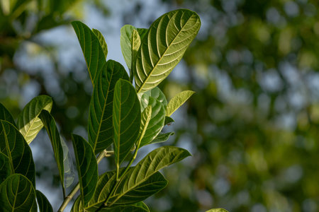 The leaves of the jackfruit plant are green, stiff in texture, used for animal feed
