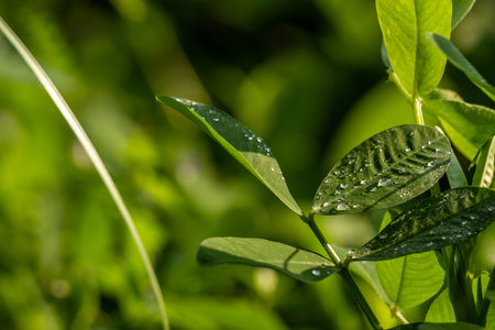 Peanut plant, thin green leaves, yellow flowers, planted in agricultural fields, on a sunny morning