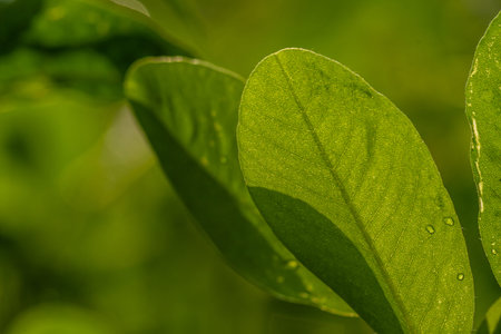 Peanut plant, thin green leaves, yellow flowers, planted in agricultural fields, on a sunny morning