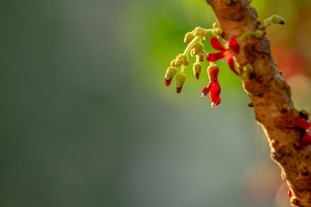 Bilimbi flower shaped like a small red bell, green leaves background on a sunny day