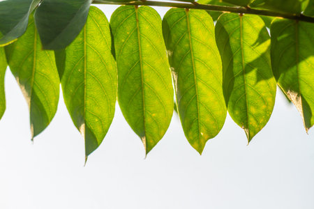 The green leaves of the bilimbi plant with leaf skeletons are clearly visible, the background of...