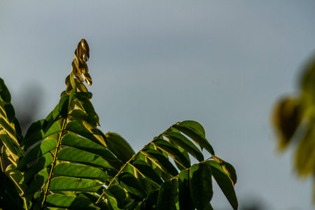 The green leaves of the bilimbi plant with leaf skeletons are clearly visible, the background of...