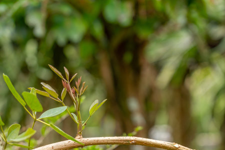 Close up of growing plant bud on a plant branch, plant life in the wild