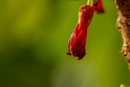 The flowers of the bilimbi plant are small, red and clustered, the background of the green leaves is blurry, the fruit is used for cooking spicesの写真素材
