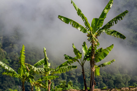 Banana plants that have cracked leaves caused by the harsh mountain winds, foggy mountain background. Highland viewの写真素材