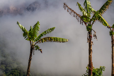 Banana plants that have cracked leaves caused by the harsh mountain winds, foggy mountain...