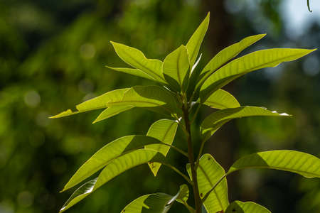 The shoots of the mango plant branches that have stiff green thick leaves, tropical fruit plantsの写真素材