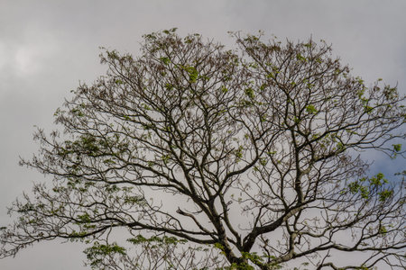 View of trees in tropical climate, isolated on blue sky and mountain fog. Natural vegetation of the...