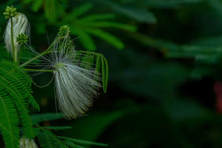 Mimosa flower plant in bloom, the flower is in the form of long white fibers, isolated on a blurry backgroundの写真素材