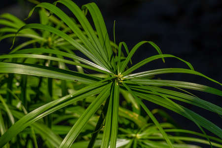 The leaves of the umbrella sedge plant in the form of small blades spread out to form like an umbrella, isolated on a blurry backgroundの写真素材