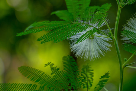 Mimosa flower plant in bloom, the flower is in the form of long white fibers, isolated on a blurry...