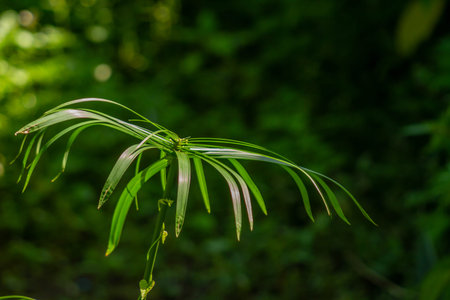 The leaves of the umbrella sedge plant in the form of small blades spread out to form like an...