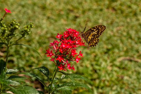 A butterfly perched on a red flower, the situation in the garden on a sunny morning