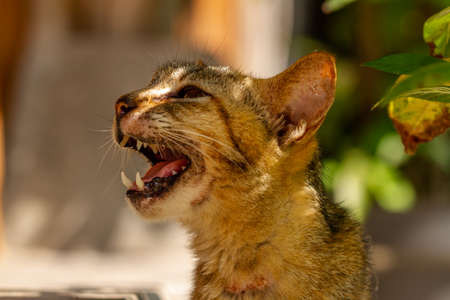Close up of a cat showing its sharp fangs, a trending pet in Muslim societyの写真素材