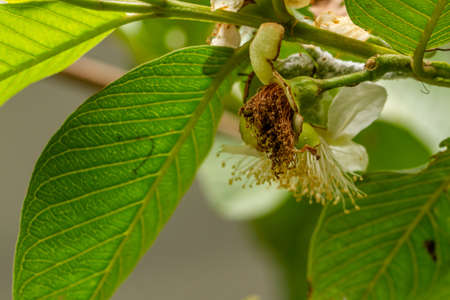 Guava plant that has green flowers and fruit, green heart-shaped leavesの写真素材