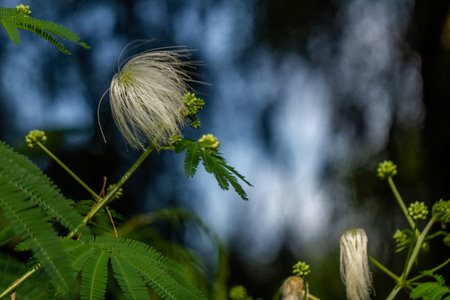 Mimosa family plant in bloom in the form of a ball with white hair, blurred green foliage backgroundの写真素材