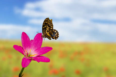 A butterfly perched on a flower Pink rain lily plant in bloom with pink and white petals combined, blurred green grass backgroundの写真素材