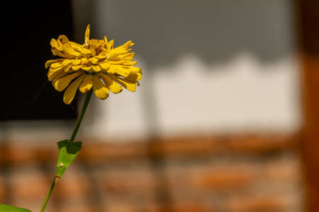 The flower of the zinnia plant in bloom has yellow petals with yellow pistils, isolated on a blurry backgroundの写真素材