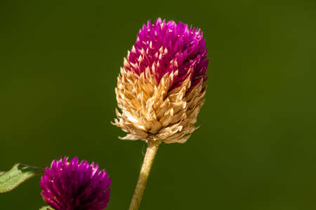 Allium sphaerocephalon flowers in bloom are purple, round in shape with a blurry green foliage backgroundの写真素材
