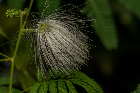 Mimosa family plant in bloom in the form of a ball with white hair, blurred green foliage background